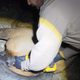 Image for article titled Stylish Elk Has Its Tire Necklace Removed By The Man UPDATED